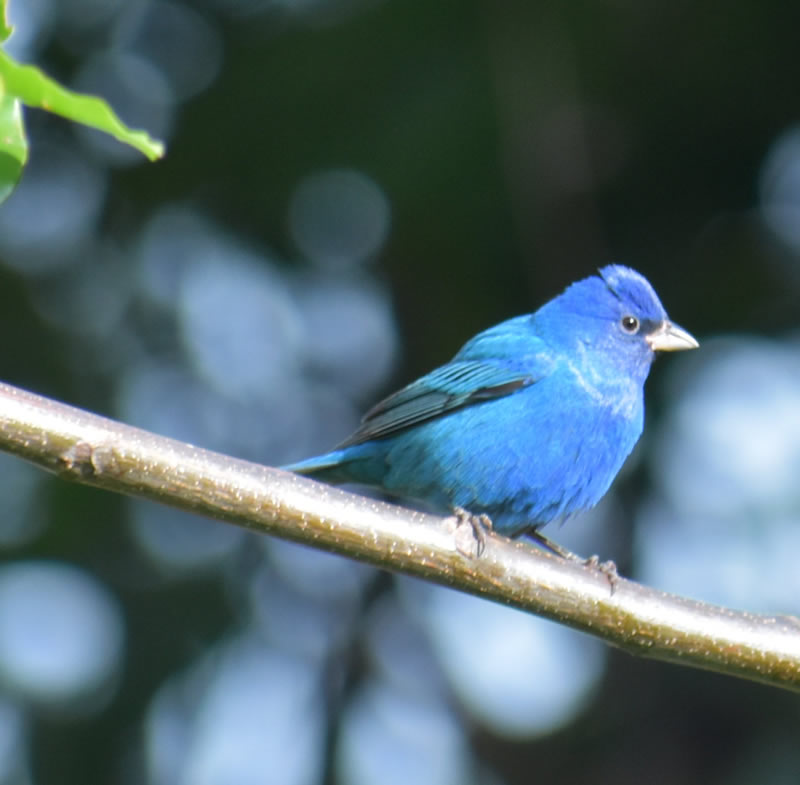 Indigo Bunting by Mary Halligan