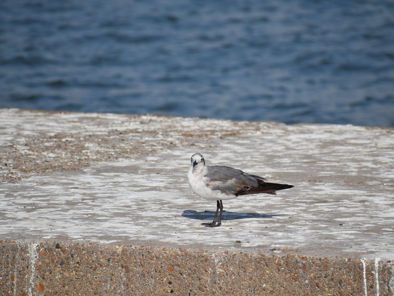 Laughing Gull by Mary Halligan