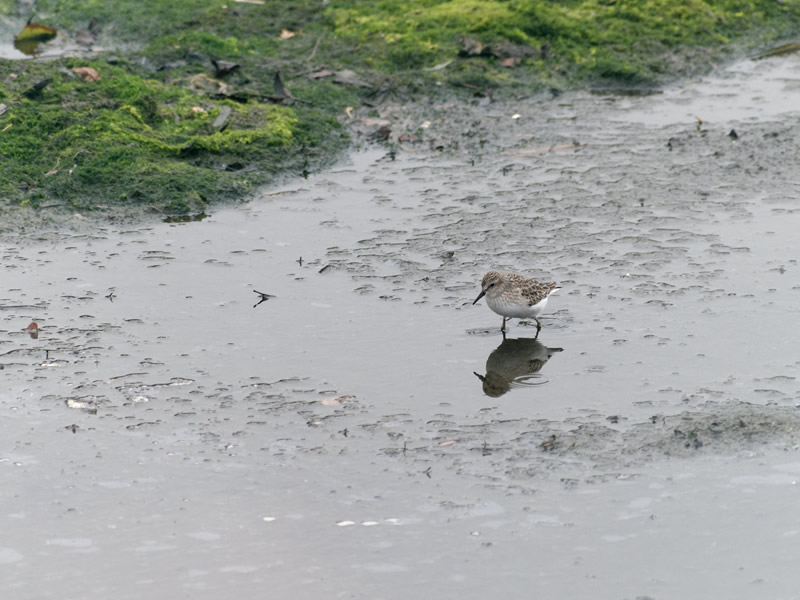 Least Sandpiper by Mary Halligan