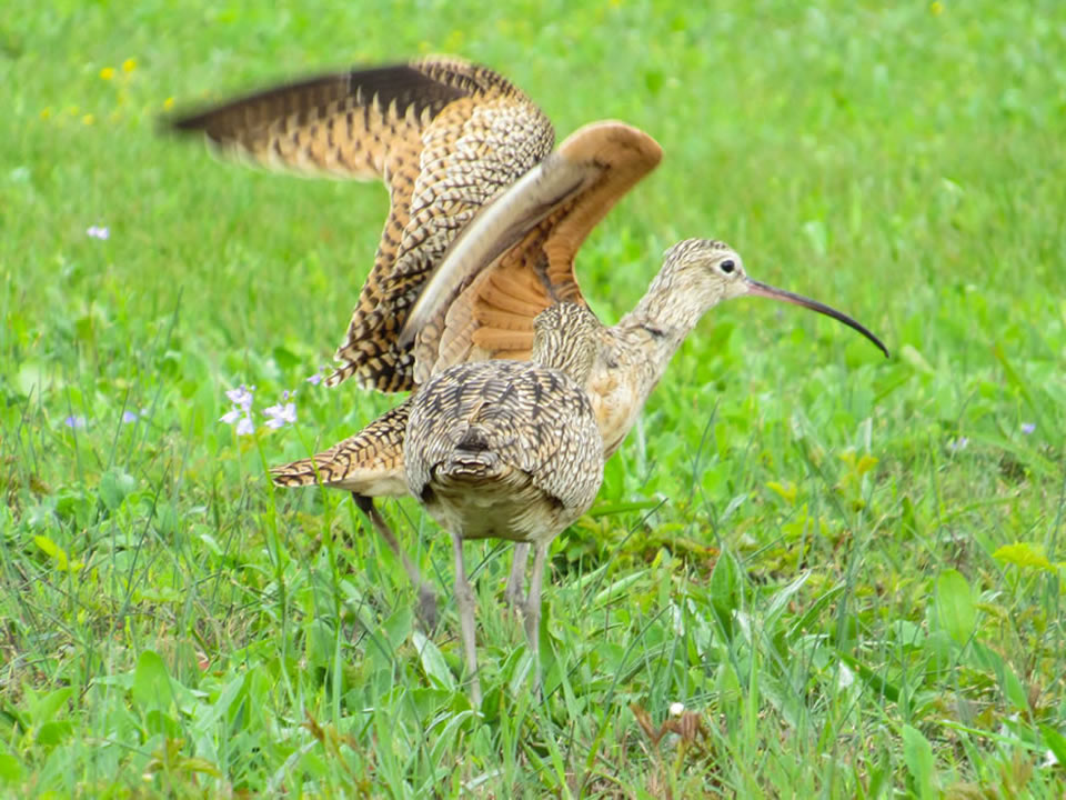 Long-billed Curlews photo by Kristine Rivers, Galveston, 3/16/19