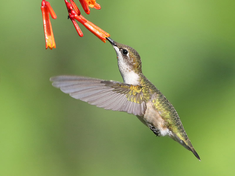 Ruby-throated Hummingbird by Dan Lotan