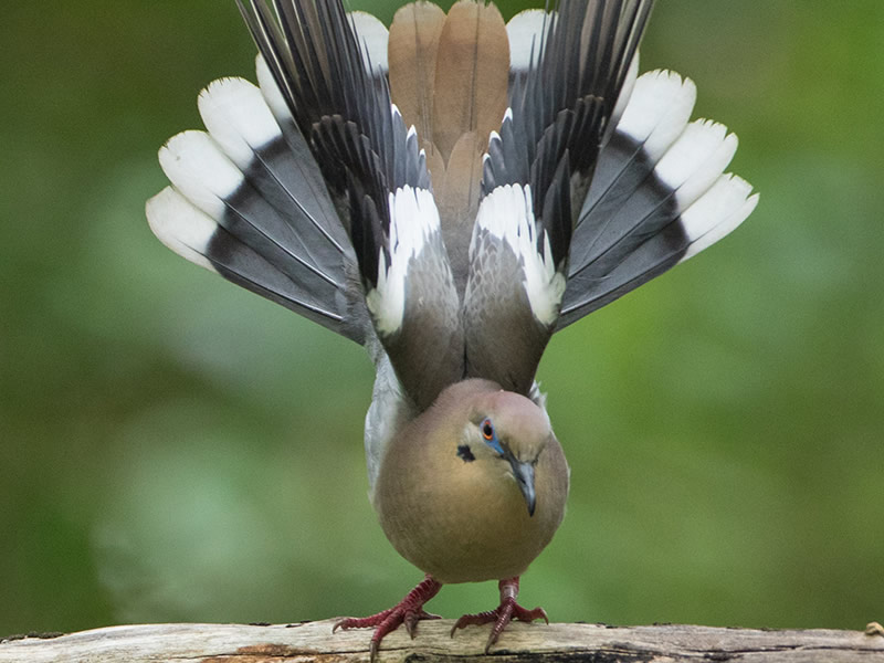 White-winged Dove by Mike Madding