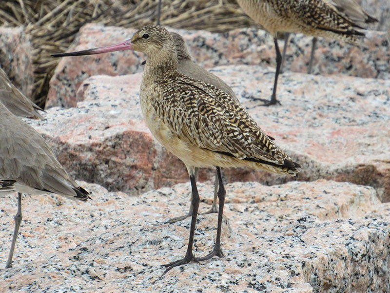 Marbled Godwit by Kristine Rivers