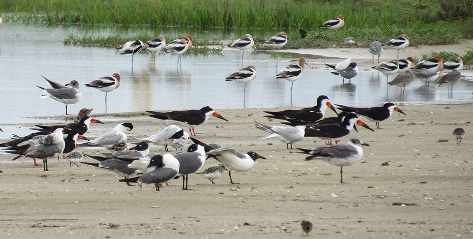 Mixed Flock of Shorebirds