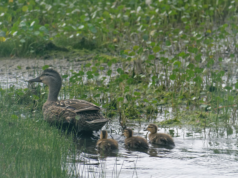 Mottled Duck and Ducklings by Mary Halligan