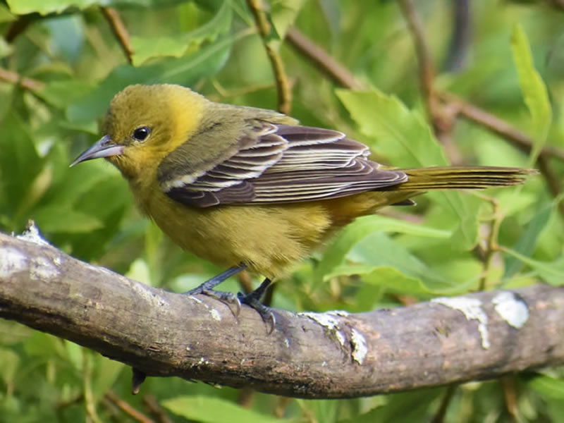 Orchard Oriole by Mary Halligan