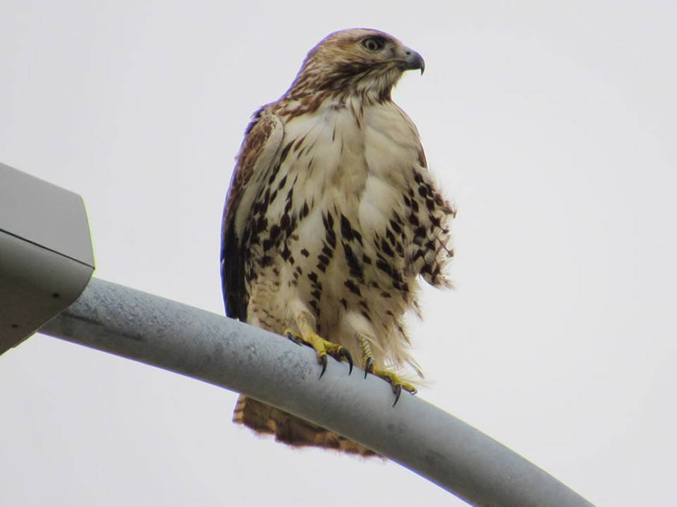 Red-tailed Hawk photo by Kristine Rivers, Bolivar, 2/1/19