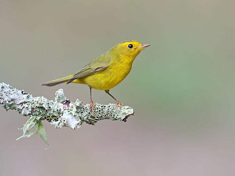 Wilson's Warbler by Anthony Louviere