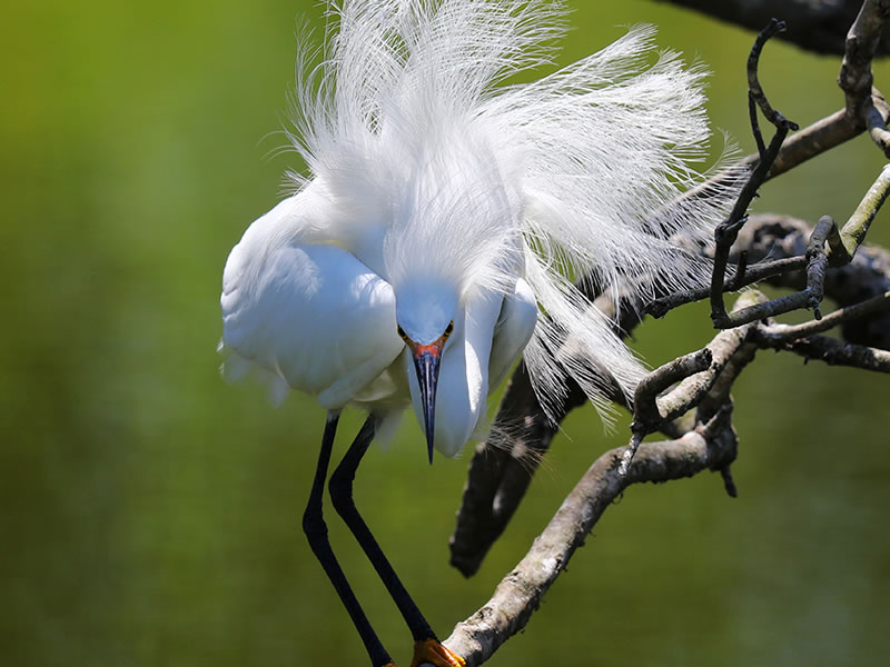 Snowy Egret by Deborah Repasz