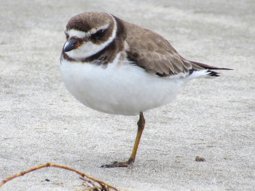 Semipalmated Plover