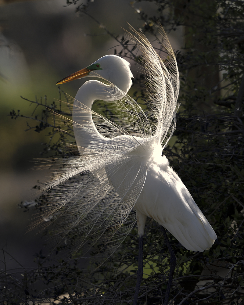 Displaying Great Egret by Joseph Smith