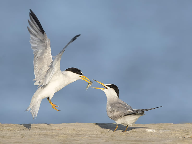 Least Terns by Susan Ellison