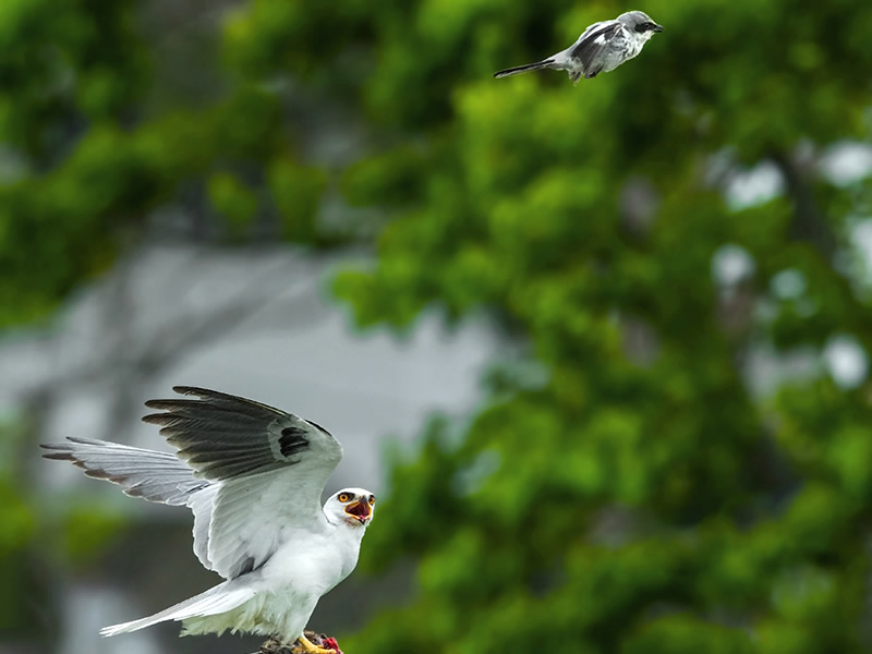 White-tailed Kite by Cissy Beasley