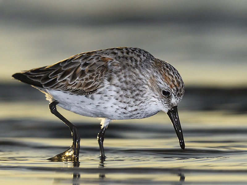 Sanderling by Stan Bravenec