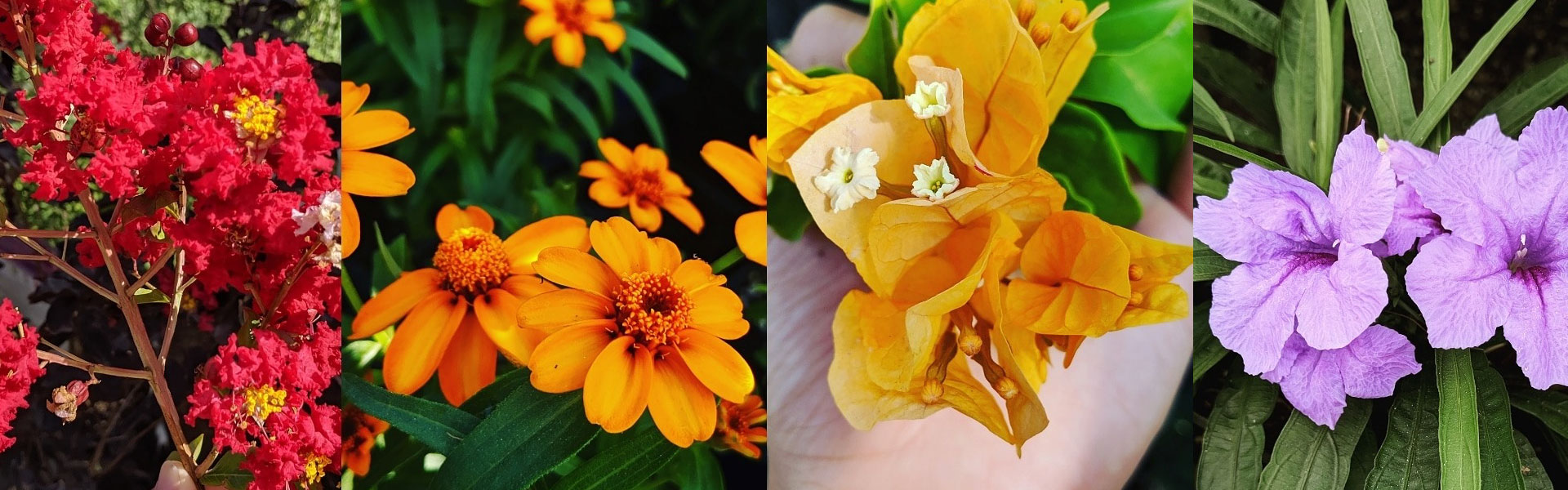 Collage of Plants from Tom's Thumb Nursery & Landscaping, Galveston TX