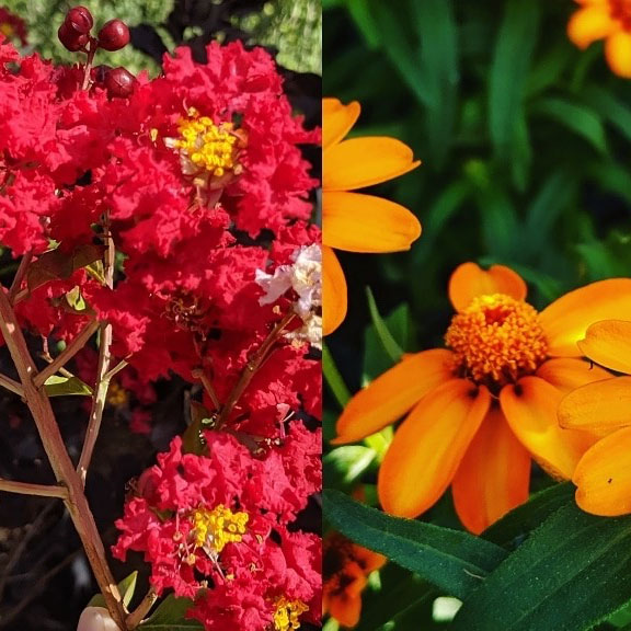 Collage of Plants from Tom's Thumb Nursery & Landscaping, Galveston TX