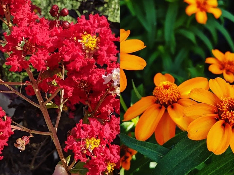 Collage of Plants from Tom's Thumb Nursery & Landscaping