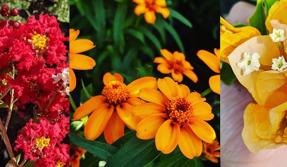 Collage of Plants from Tom's Thumb Nursery & Landscaping, Galveston TX