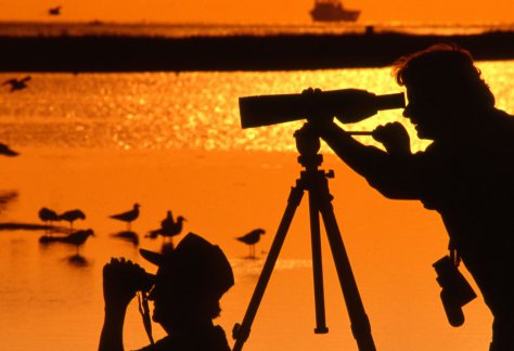 Birding on Galveston Island