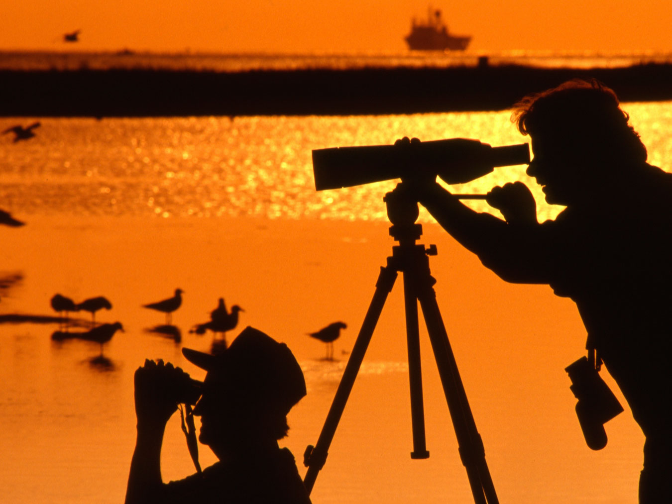 Birding on Galveston Island