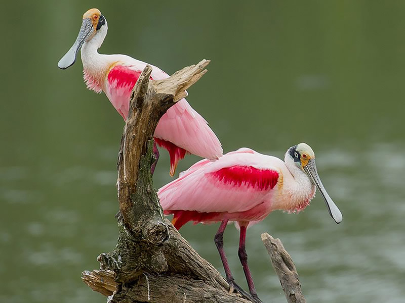 Roseate Spoonbills by Rose Poole