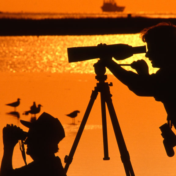 Birders on Galveston Island, Galveston, TX