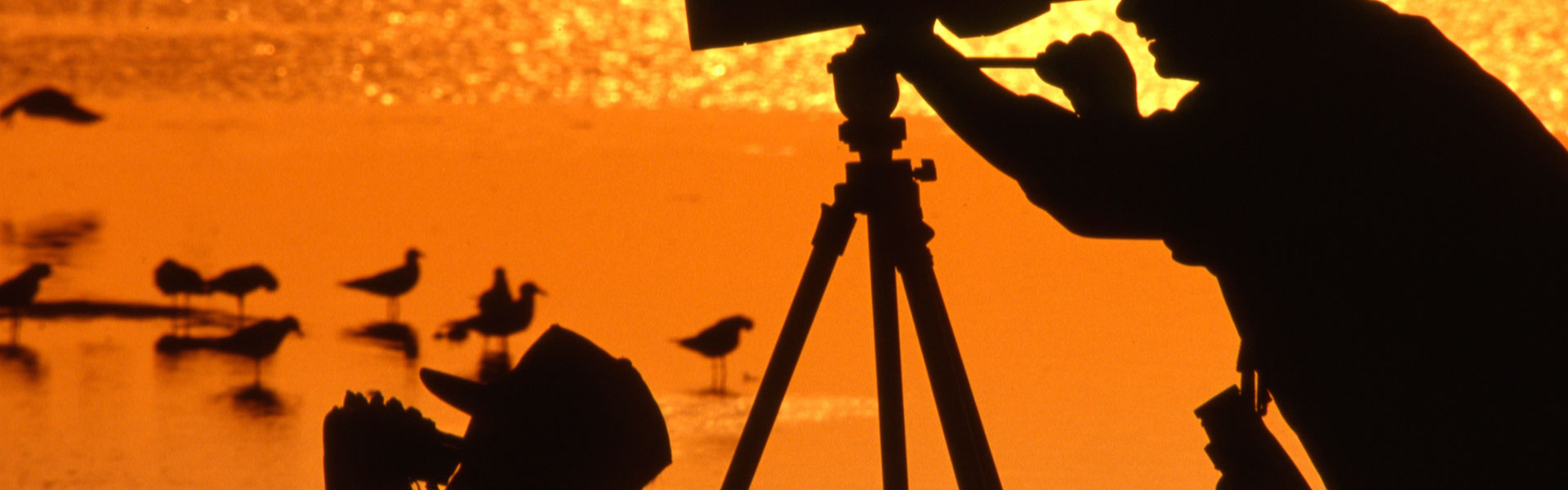 Birders on Galveston Island, Galveston, TX