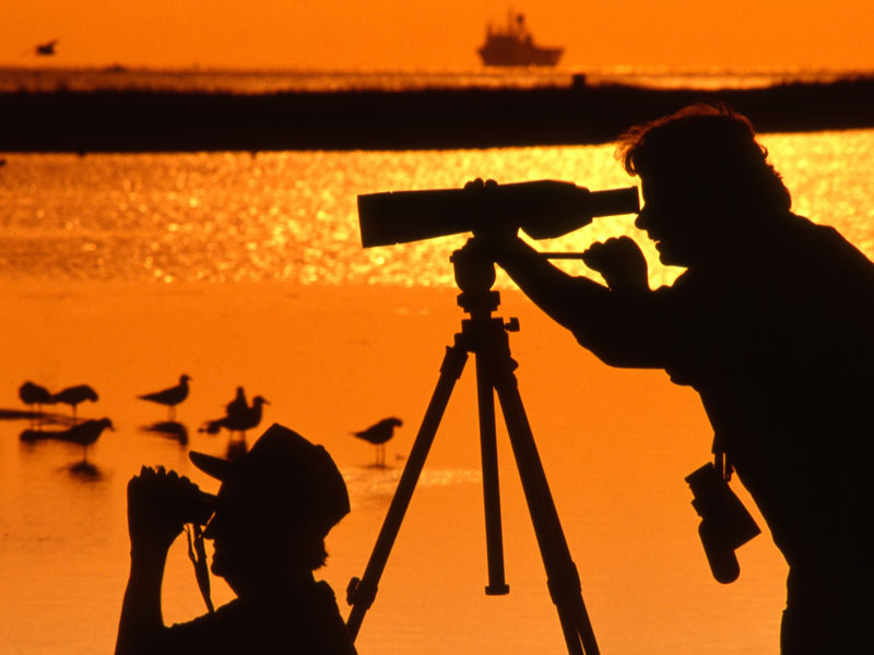 Birders on Galveston Island