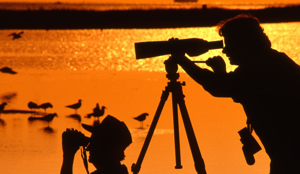 Birders on Galveston Island, Galveston, TX