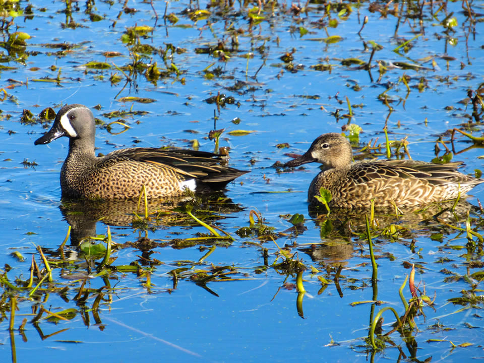 Blue-Winged Teal 