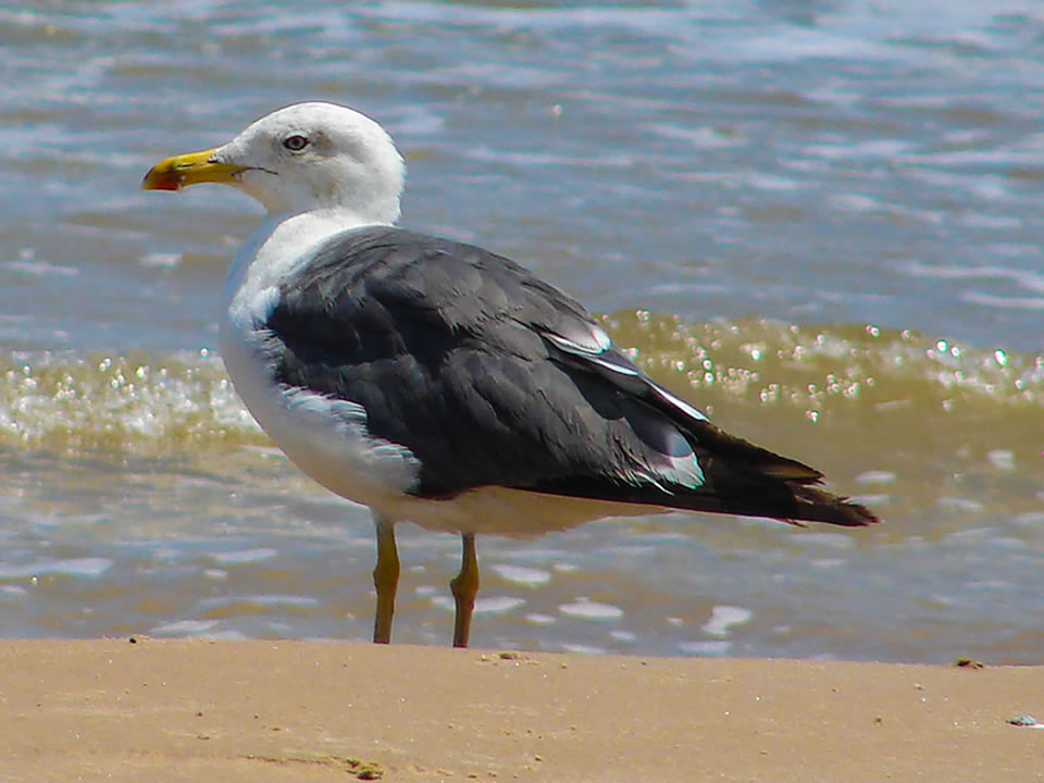 Lesser Black-Backed Gull