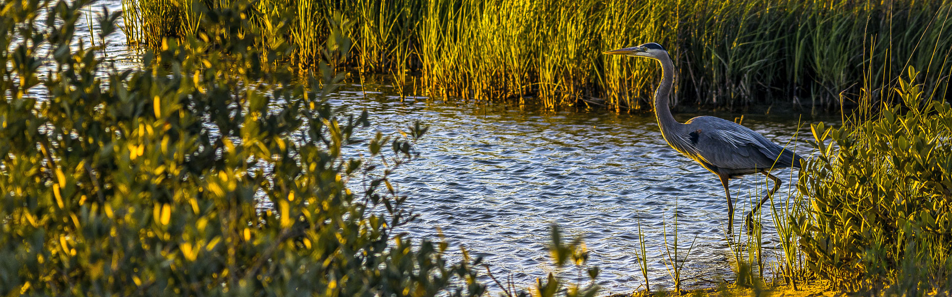 Bird at Galveston Island State Park, Galveston TX