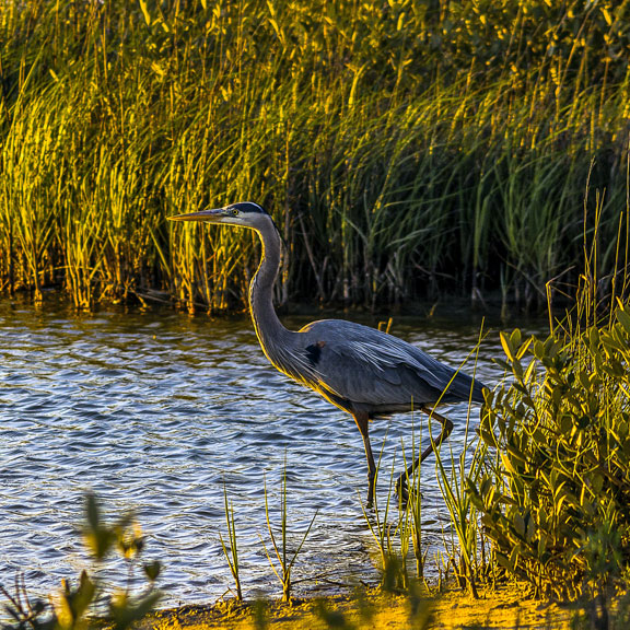 Bird at Galveston Island State Park, Galveston TX