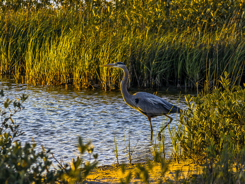 Bird at Galveston Island State Park