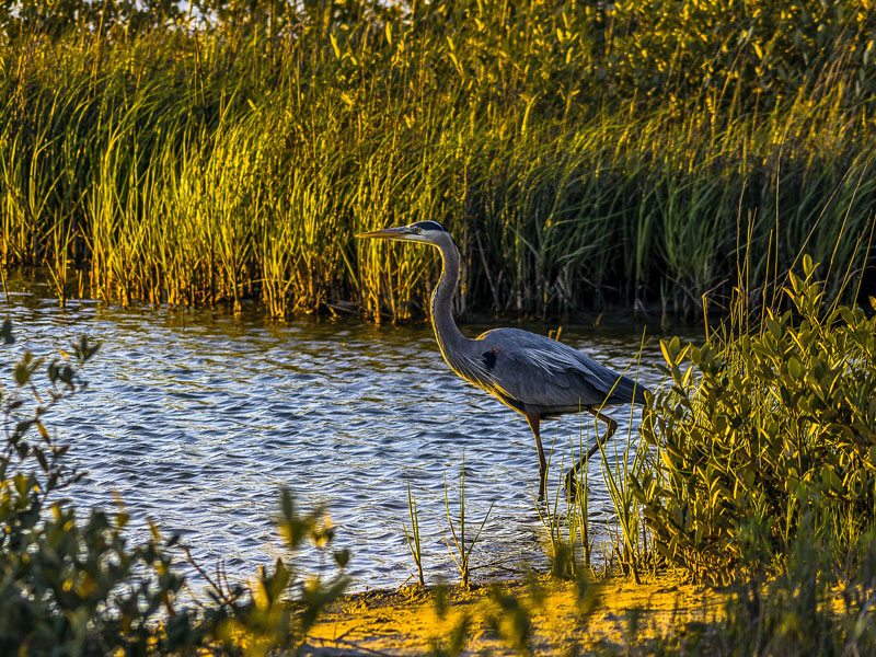 Galveston Island State Park Cabins