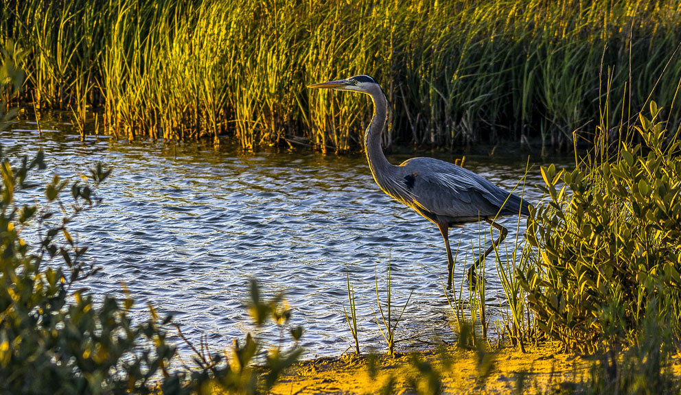 Bird at Galveston Island State Park, Galveston