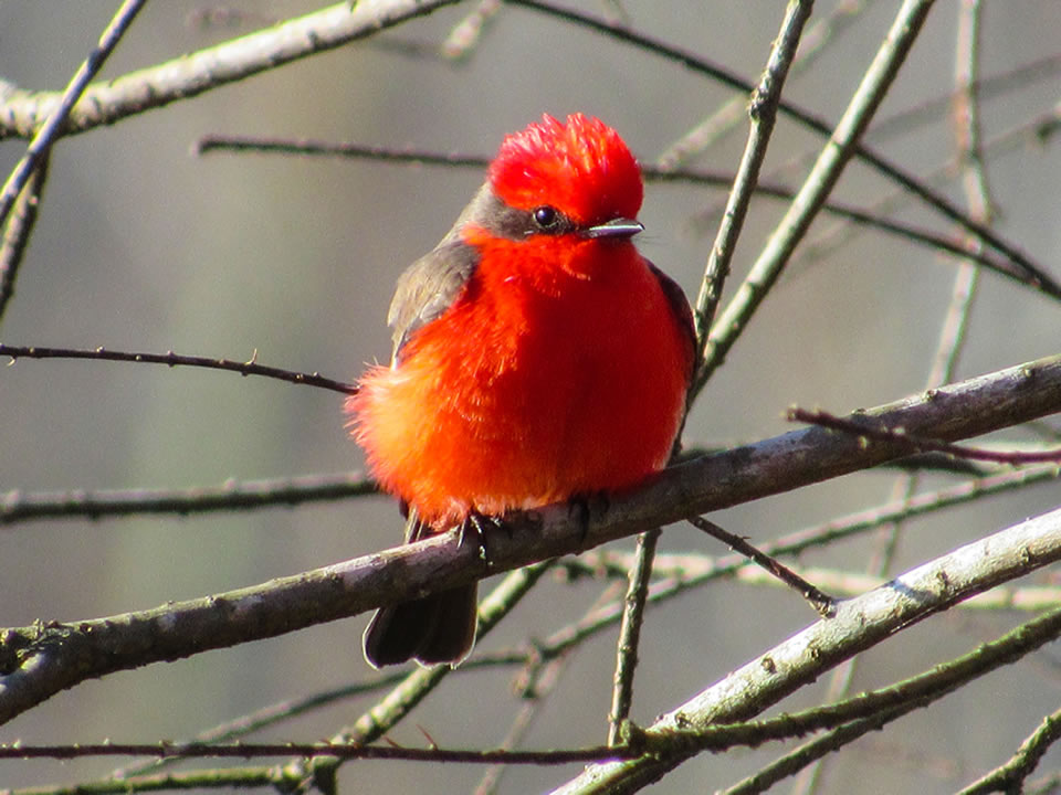 Vermilion Flycatcher