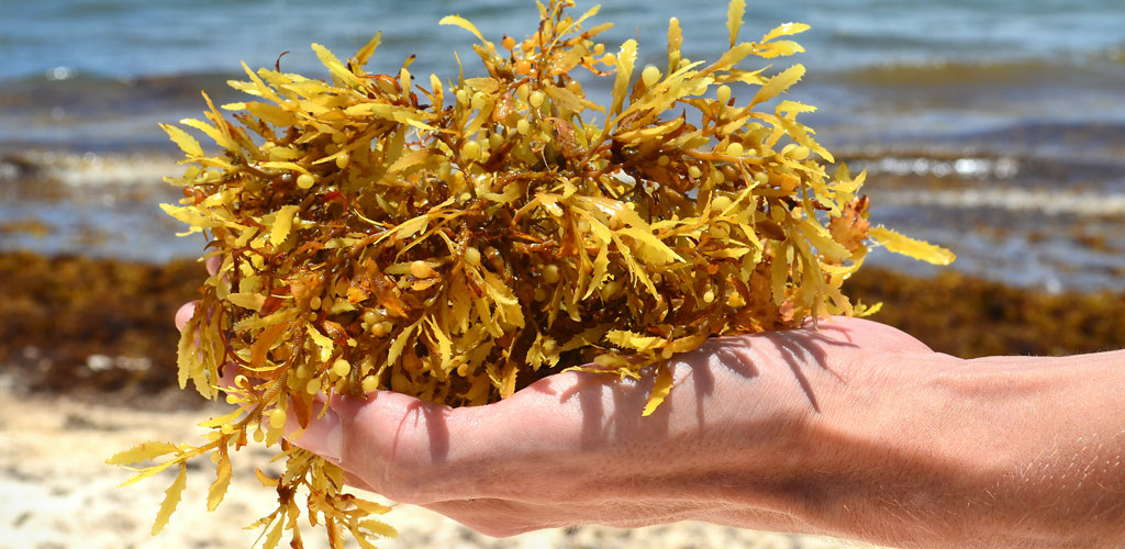 Sargassum (Seaweed) Sargassum (Seaweed)