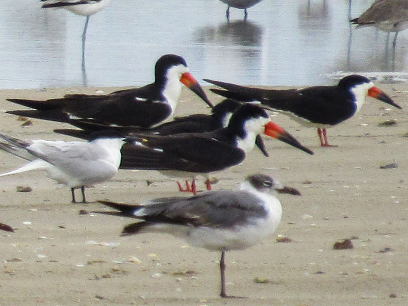 Black Skimmer and Other Birds