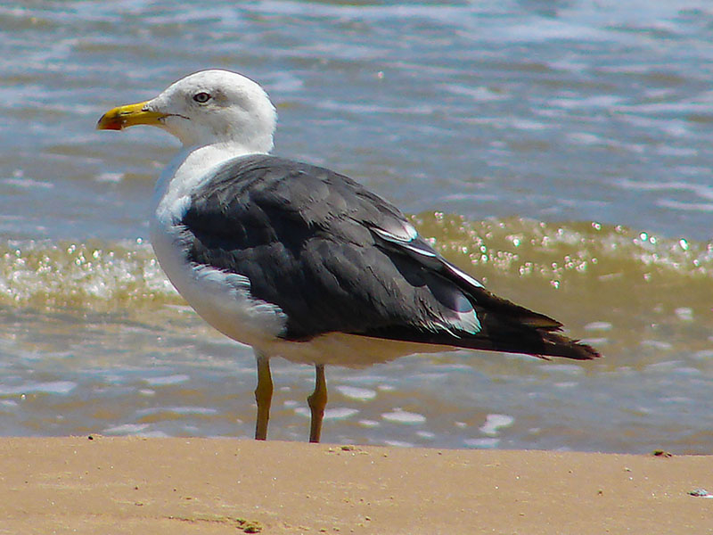 Lesser Black-backed Gull