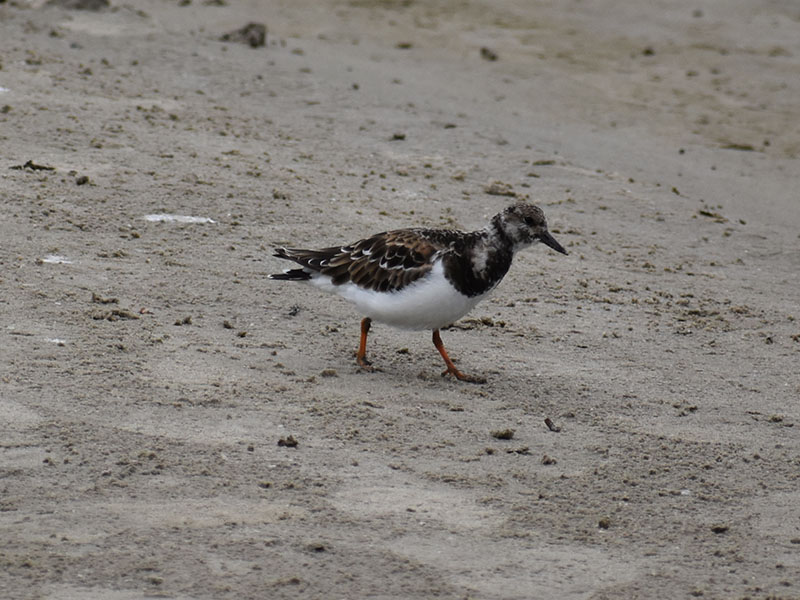 Ruddy Turnstone by Mary Halligan