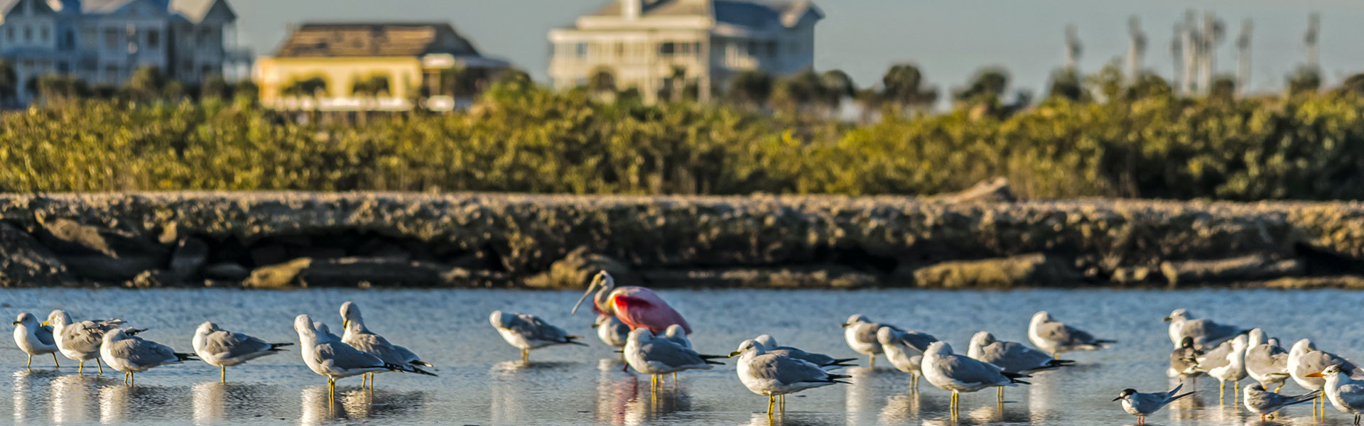 Gary Greene Vacation Rentals, Galveston TX