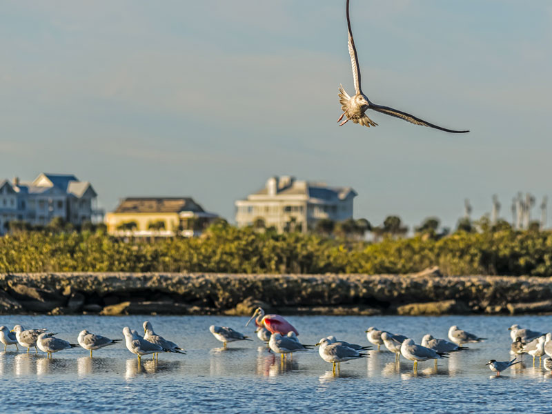 airboat tours houston