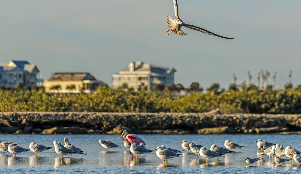 Gary Greene Vacation Rentals, Galveston TX