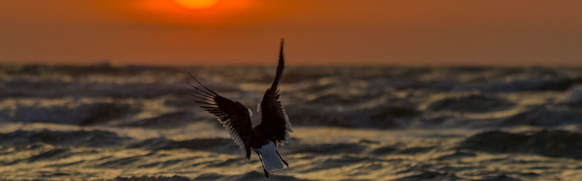 Soar Vacation Rental Services, Galveston TX