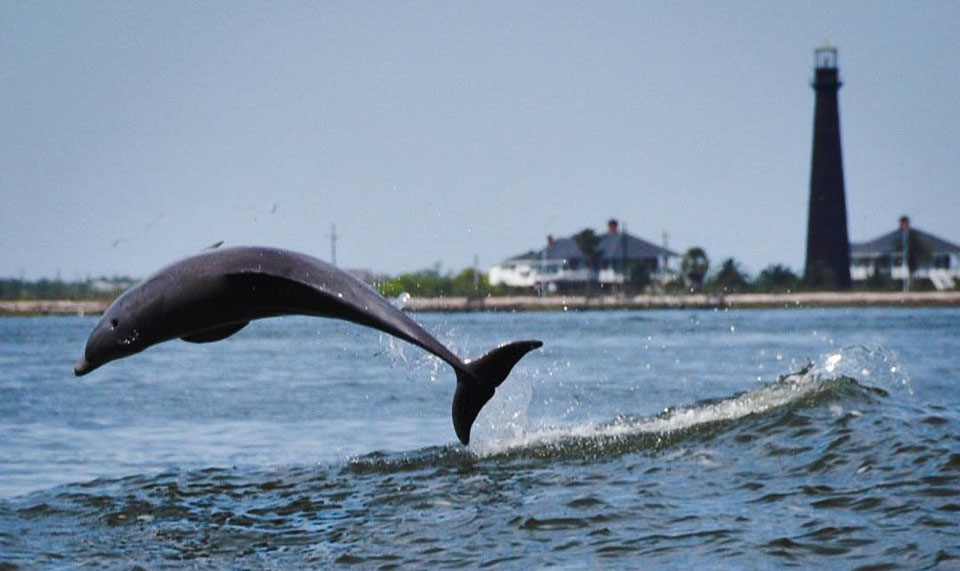 Dolphin Jumping by Bolivar Lighthouse Dolphin Jumping by Bolivar Lighthouse