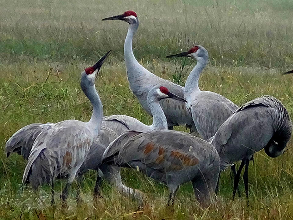 Sandhill Cranes. Photo credit Kerrie Highley