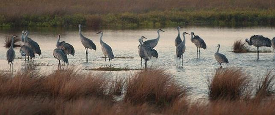 Sandhill Cranes photo by Barbara Rabek