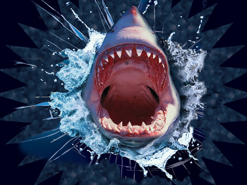 Shark Attack : Fun Fish Games