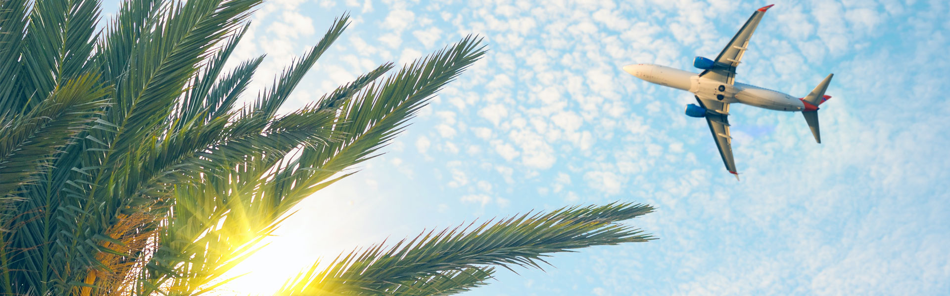 Commercial Plane Flying Over a Palm Tree